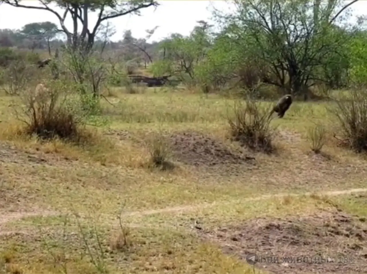 فیلم / بابون شجاع در نبرد با شیرها کشته شد