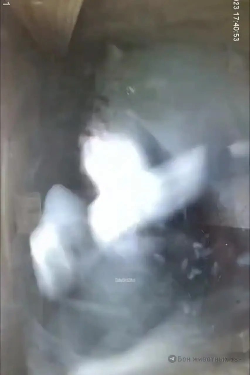 فیلم درگیری کبوتر و سنجاب برای لانه