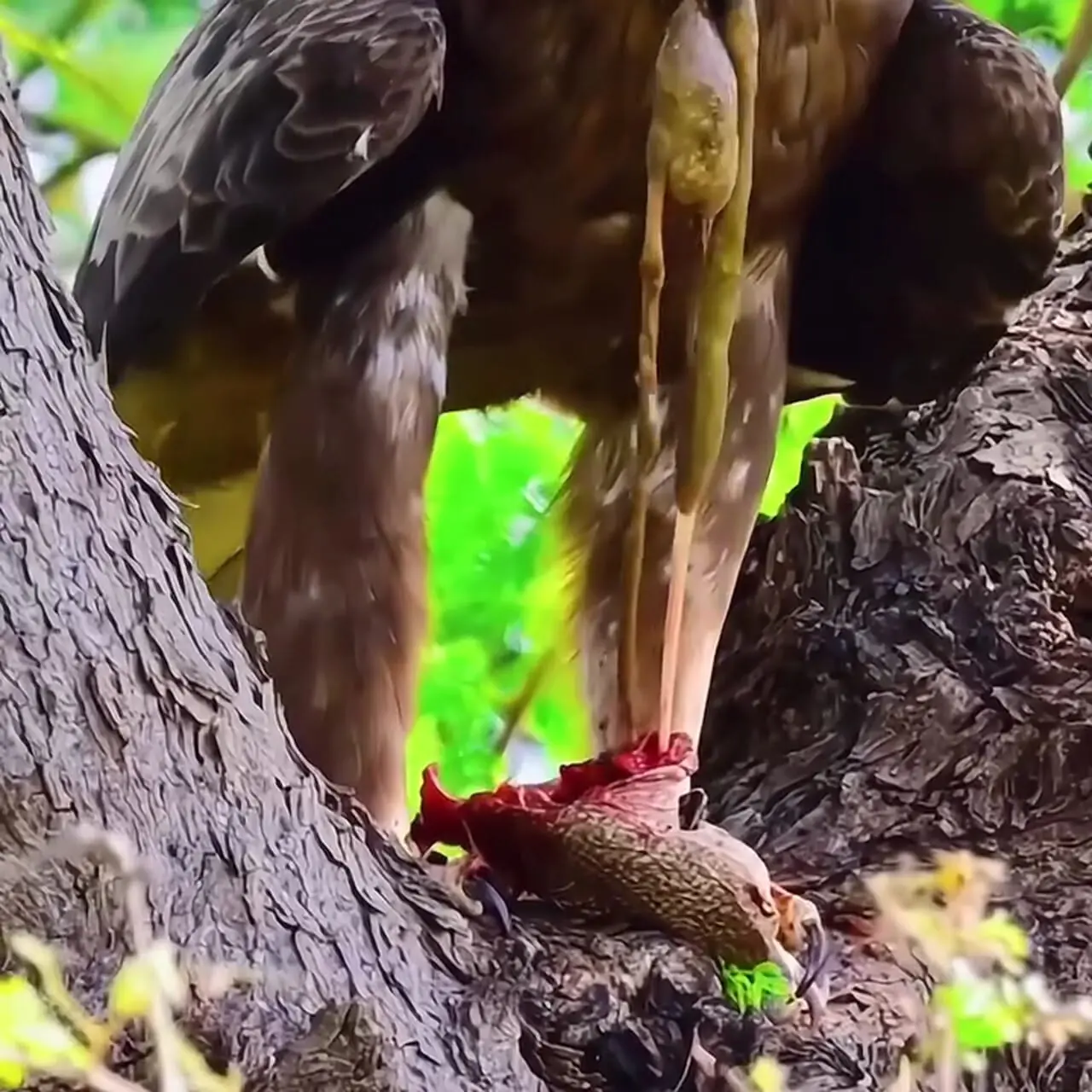 فیلم لحظه تکان دهنده شکار شدن مامولک توسط عقاب