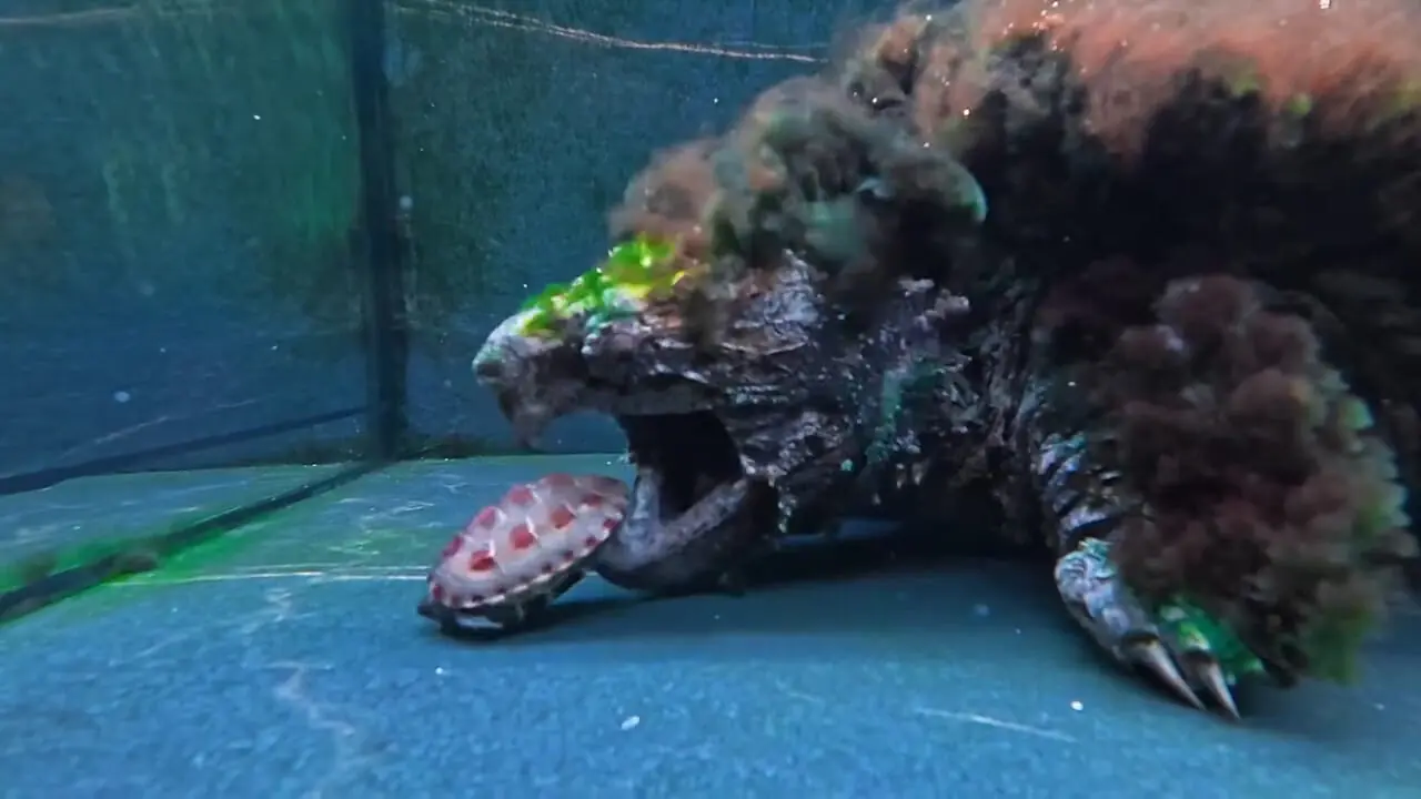 فیلم نبرد نابرابر لاک پشت ها