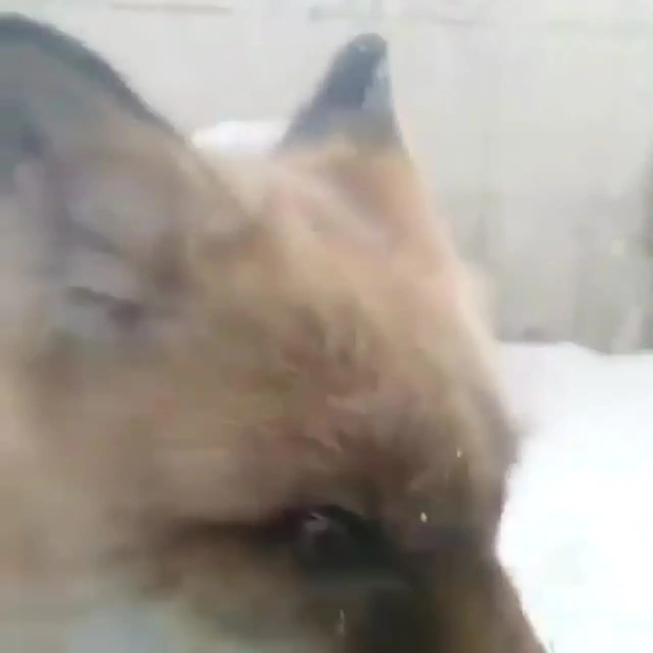 فیلم تلاش روباه هار برای عبور از شیشه