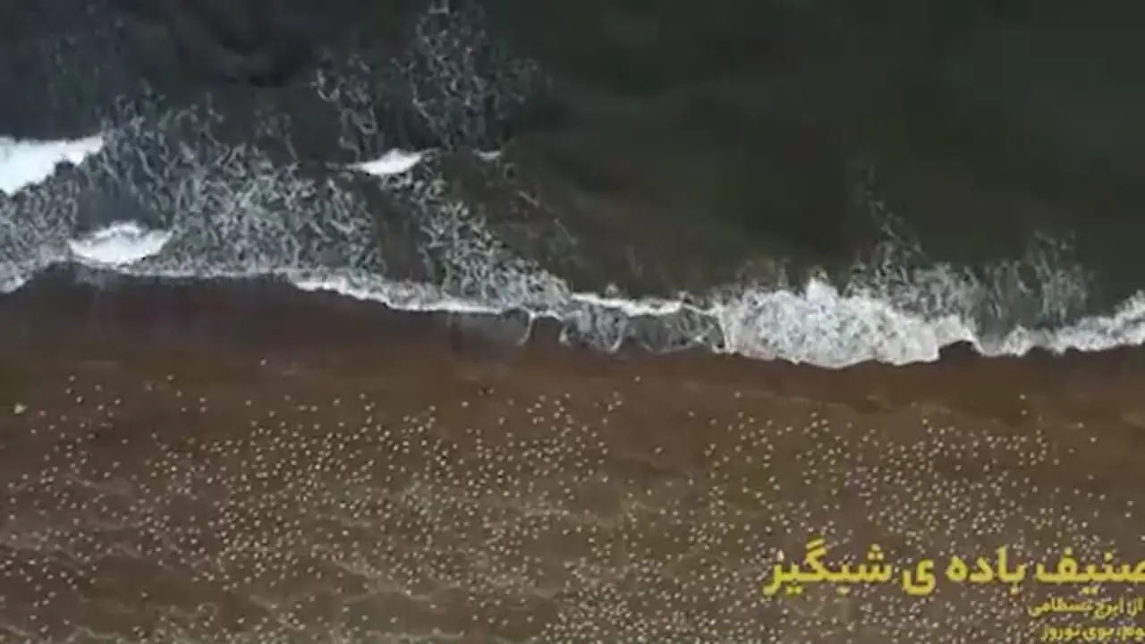 فیلم/ نگاهی به تصنیف باده شبگیر ایرج بسطامی از آلبوم ماندگار بوی نوروز، شاهکار موسیقی از اندوه و امید پنهان