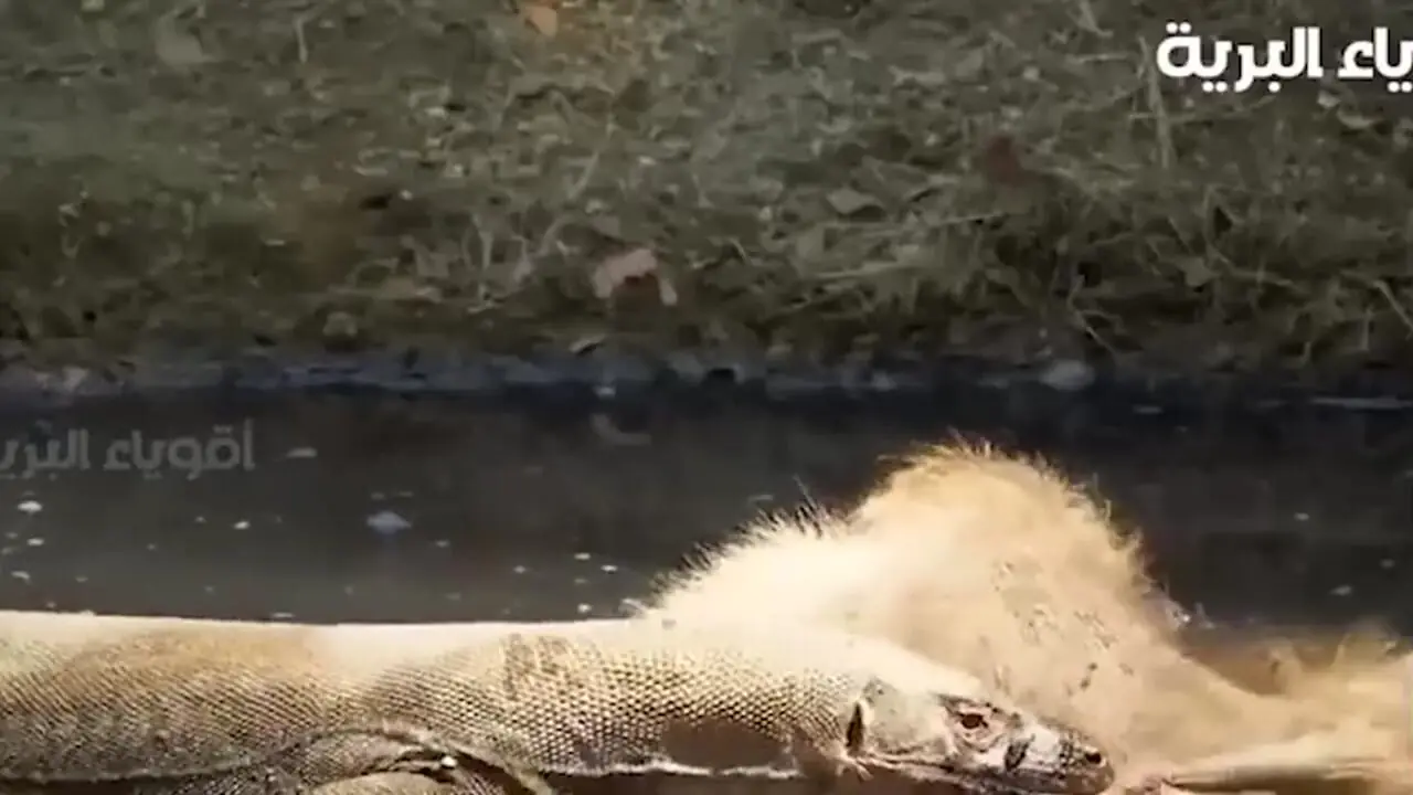 فیلم/ درس هایی از طبیعت؛ مستند حیات وحش/حمله بی رحمانه اژدهای کومودو وحشی به شیر سلطان جنگل/ در طبیعت هیچ پادشاهی ابدی نیست 