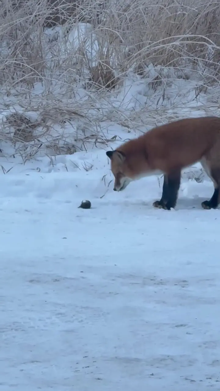 فیلم جهش حساب‌ شده روباه روی طعمه پنهان زیر برف