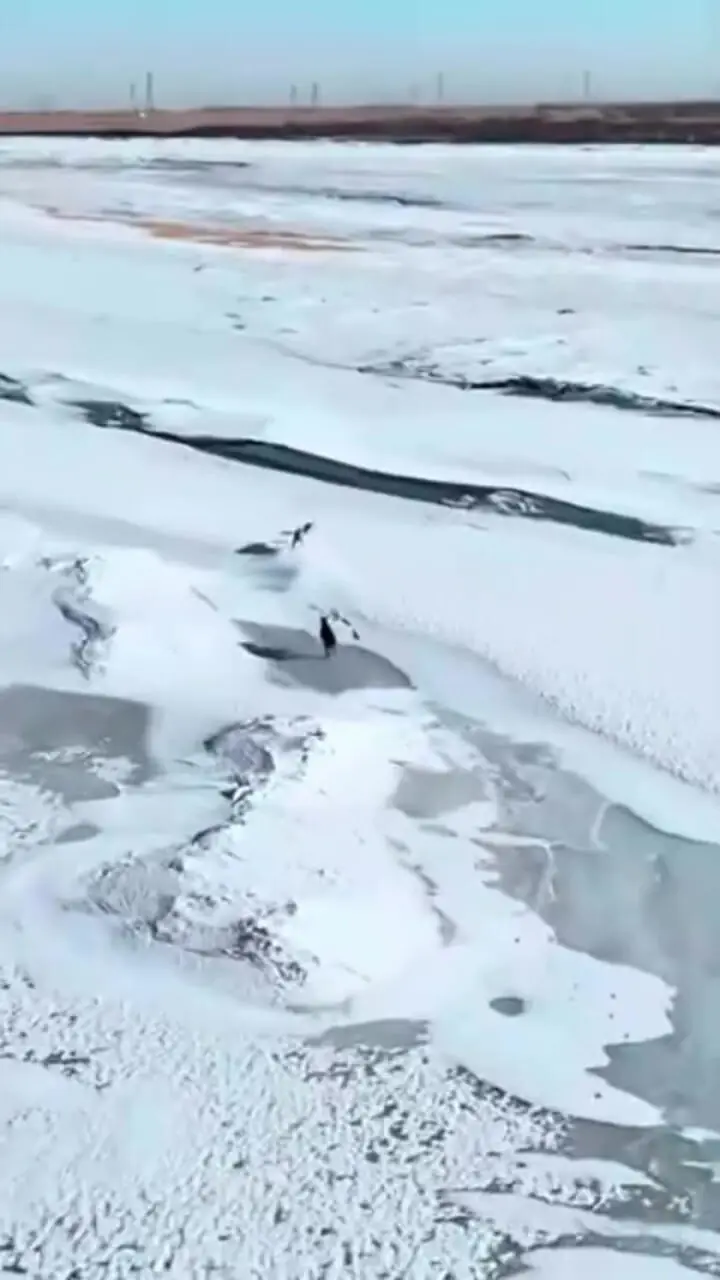 فیلم فرار خارق العاده خرگوش از محاصره سگ ها