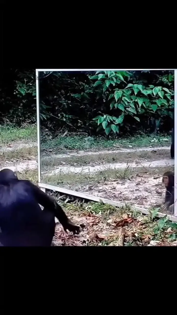 فیلم واکنش حیوانات به آینه برای اولین بار