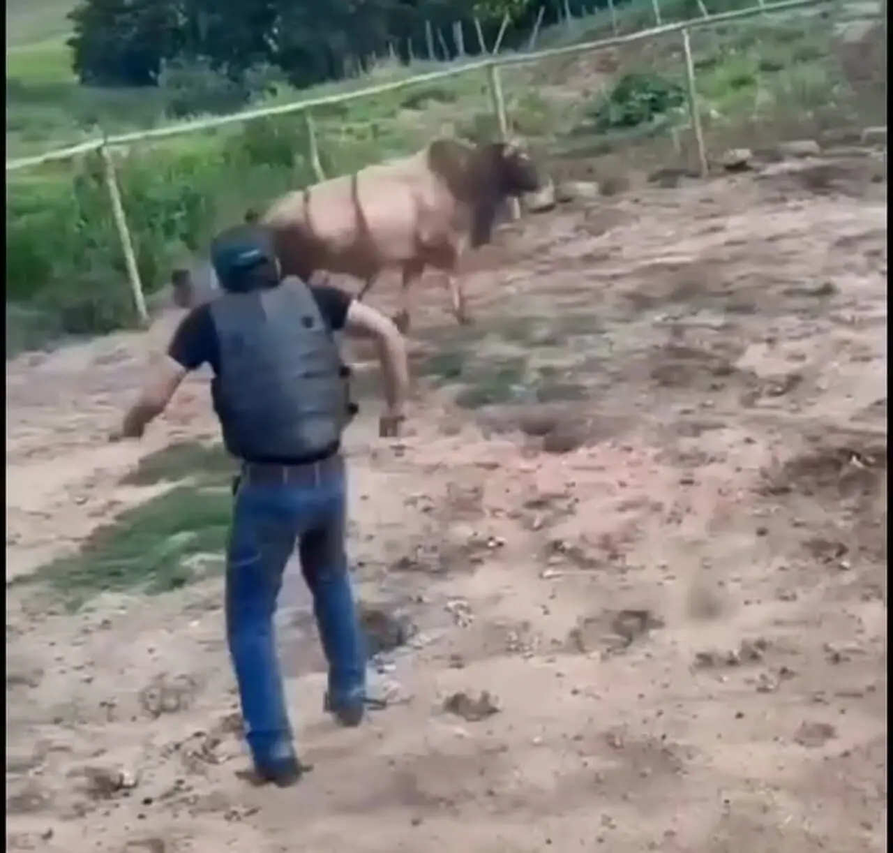 فیلم لحظه پرتاب شدن یک مرد توسط گاو