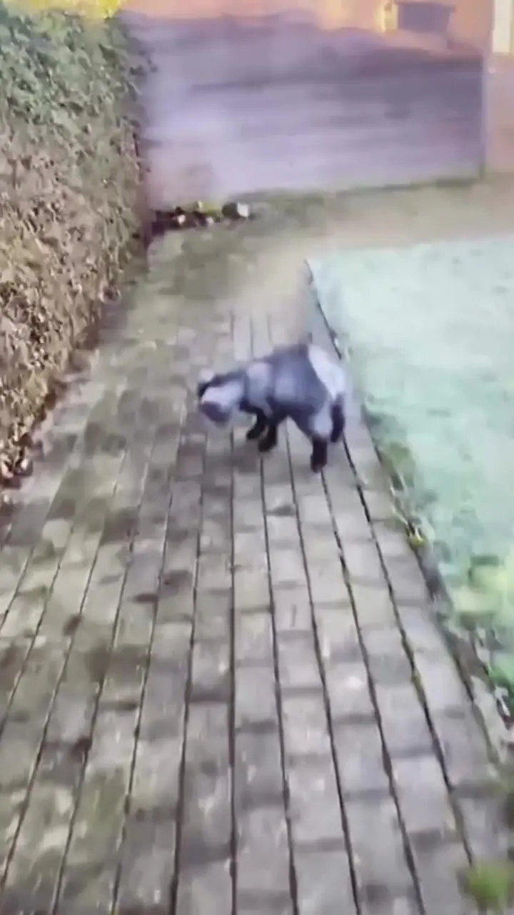 فیلم لحظات بامزه دویدن و پریدن بزغاله ها