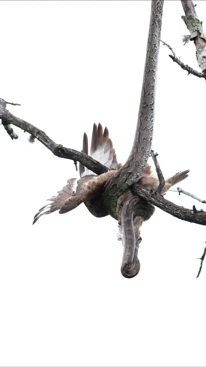 فیلم بلعیدن پرنده شکاری توسط مار غول پیکر