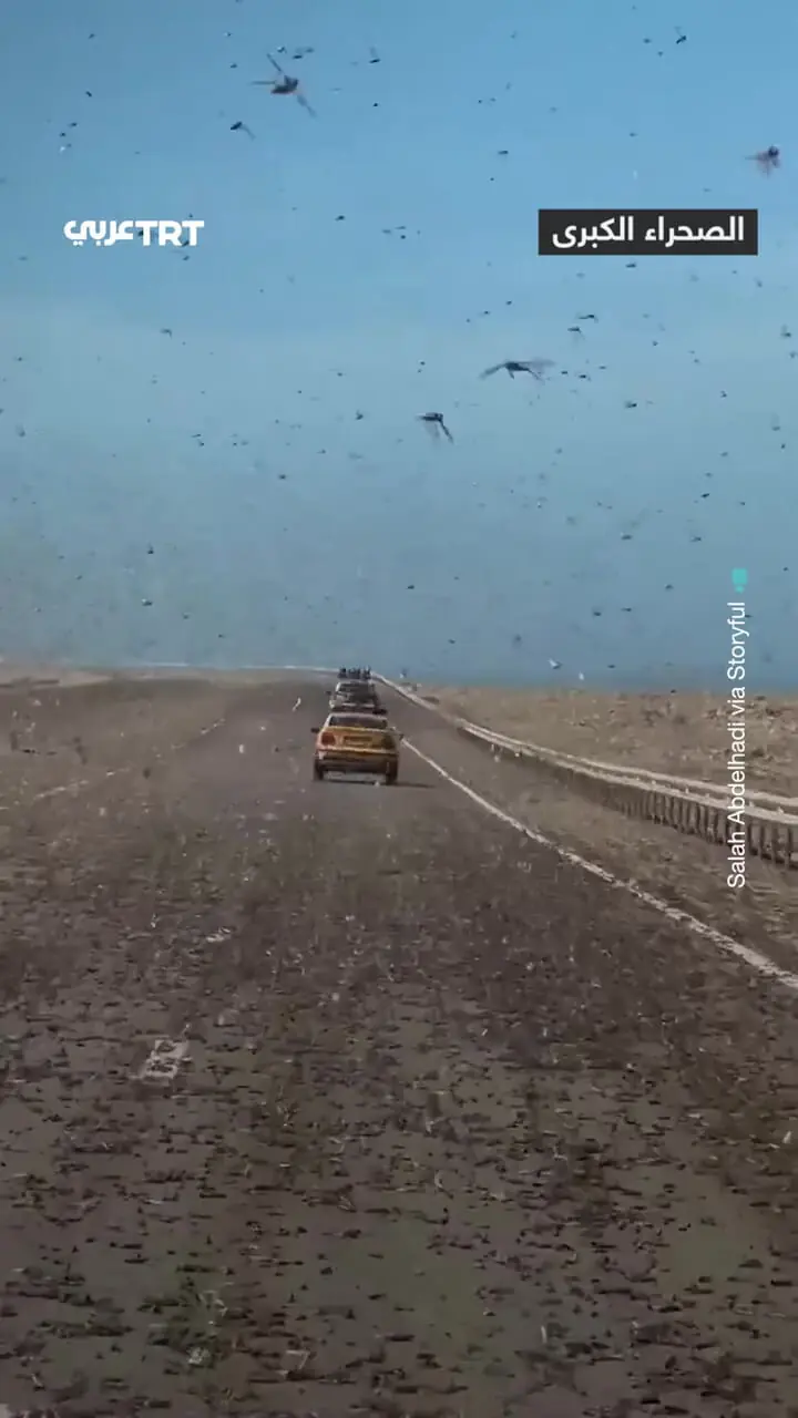 فیلم صحنه باورنکردنی حمله ملخ ها به جاده