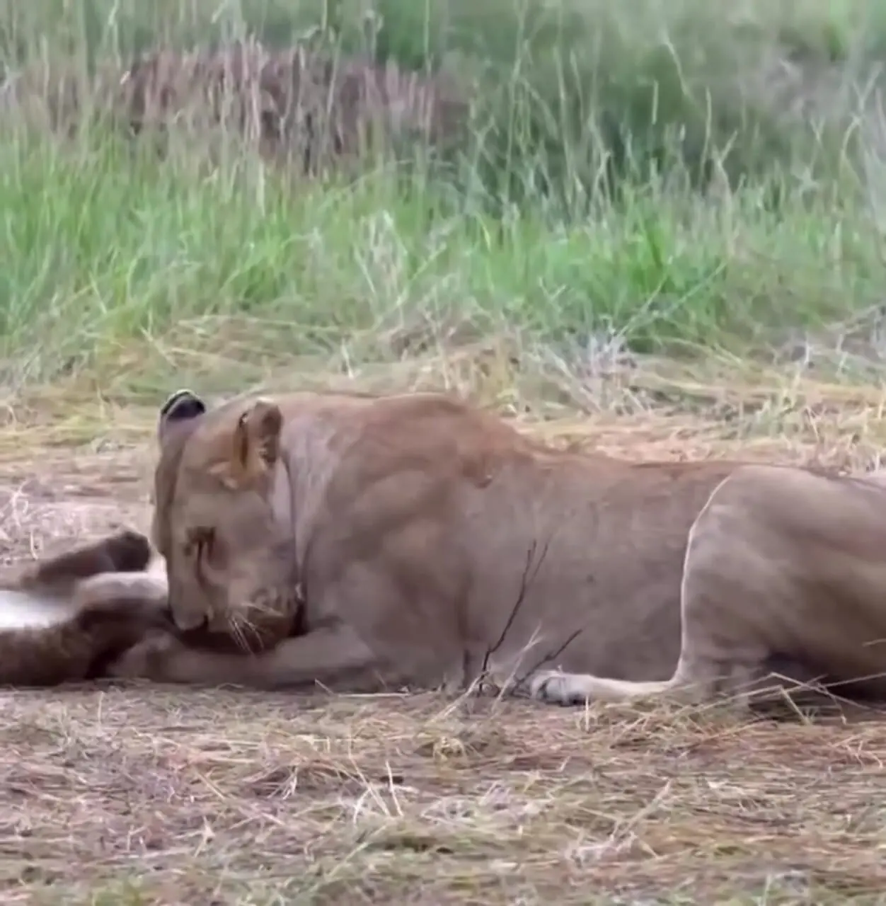 فیلم صحنه های دیدنی از بازی مادر و توله شیر