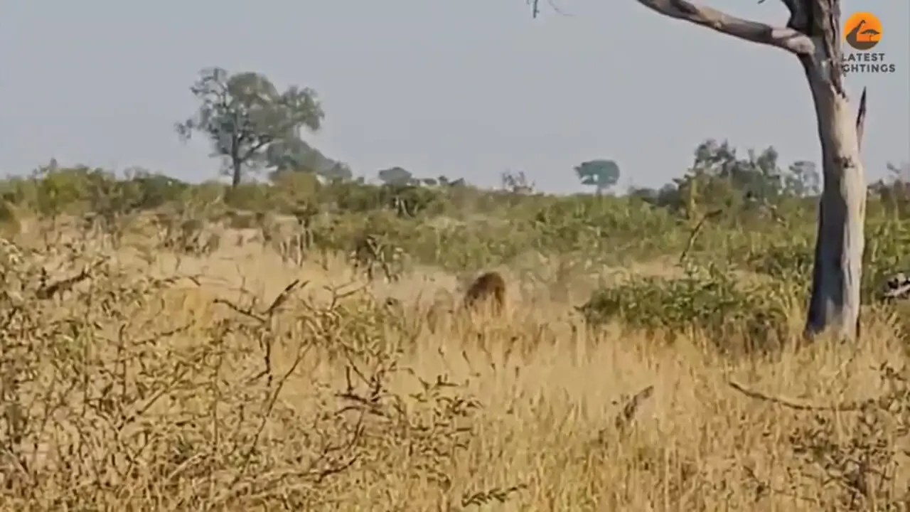 فیلم شکار توله پلنگ توسط شیر نر در پارک کروگر