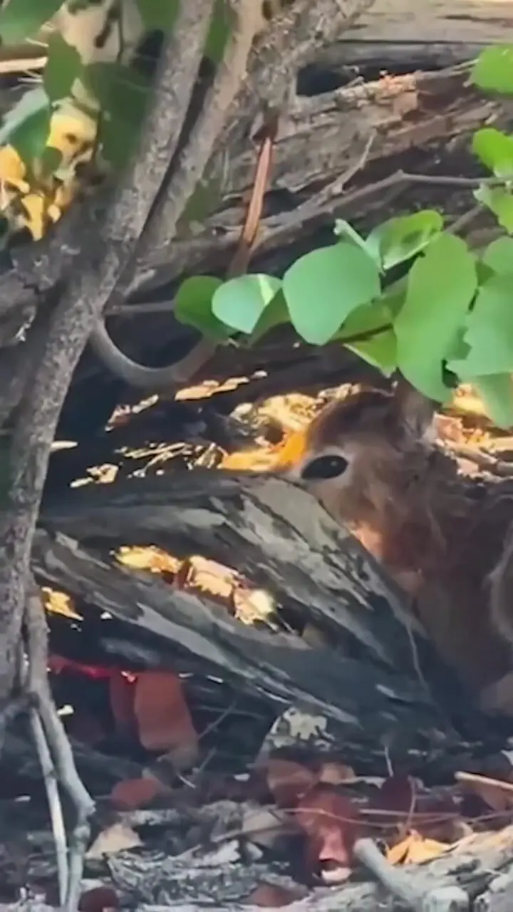 فیلم شکار آسان بچه آهوها توسط پلنگ زیر درختان