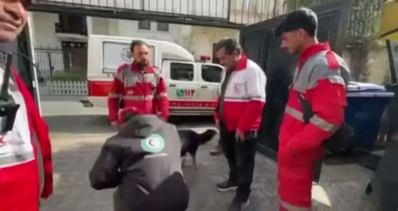 فیلم آسیب جنگی به سگ‌های زنده یاب هلال احمر در عملیات های امداد