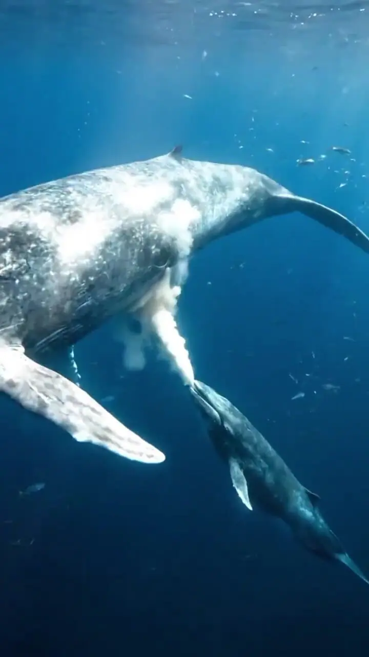 فیلم لحظه شیردهی نهنگ مادر به فرزندش