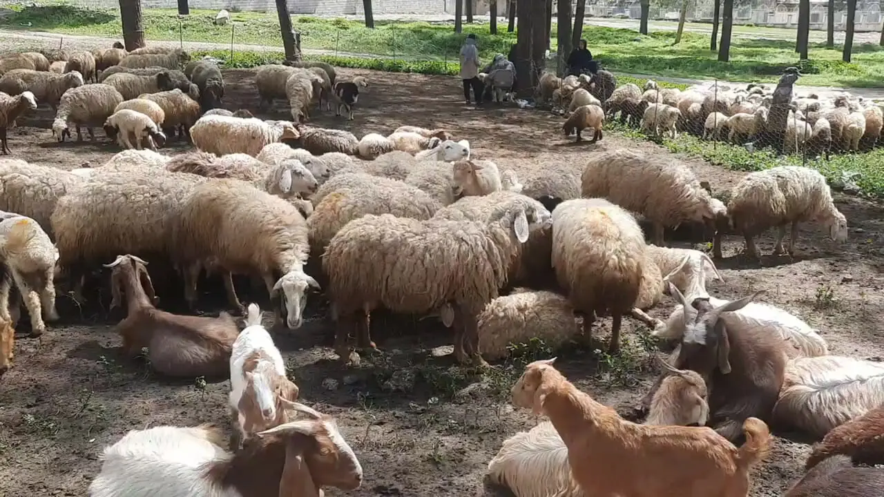 فیلم / بزغاله ای که با شاخ مادر، صورتش را می خواراند