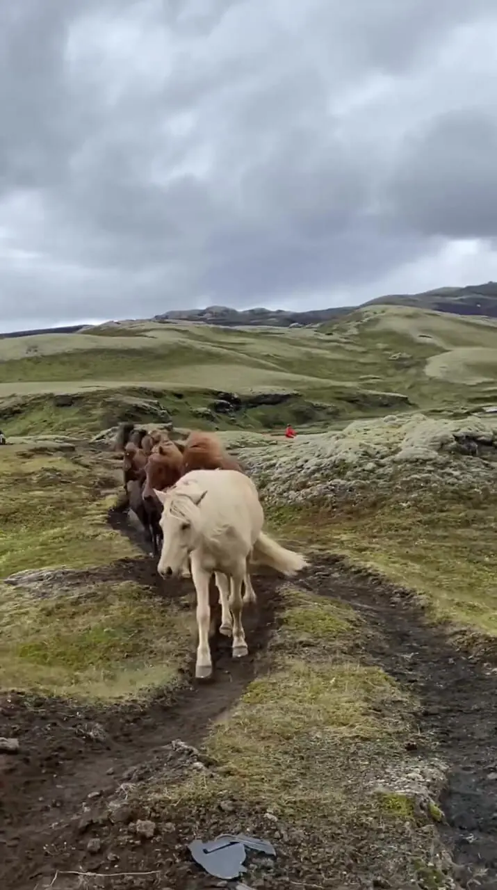 طبیعت زیبای ایسلند و گله اسب ها
