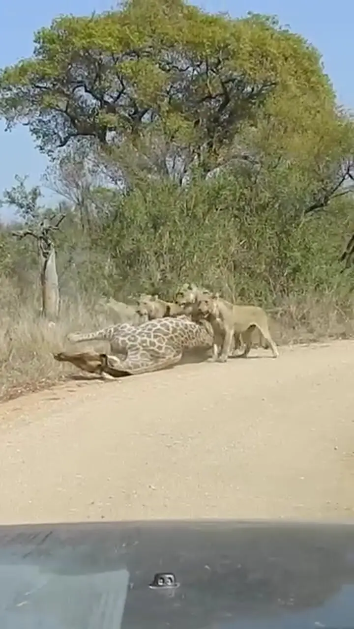 فیلم لحظه زمین زدن زرافه