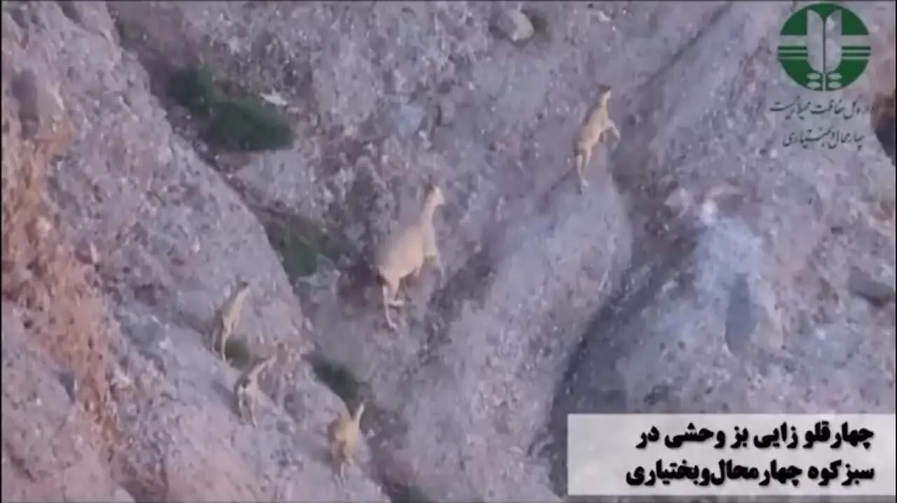 ⁨چهارقلو زایی بز وحشی در منطقه حفاظت شده سبز کوه + فیلم