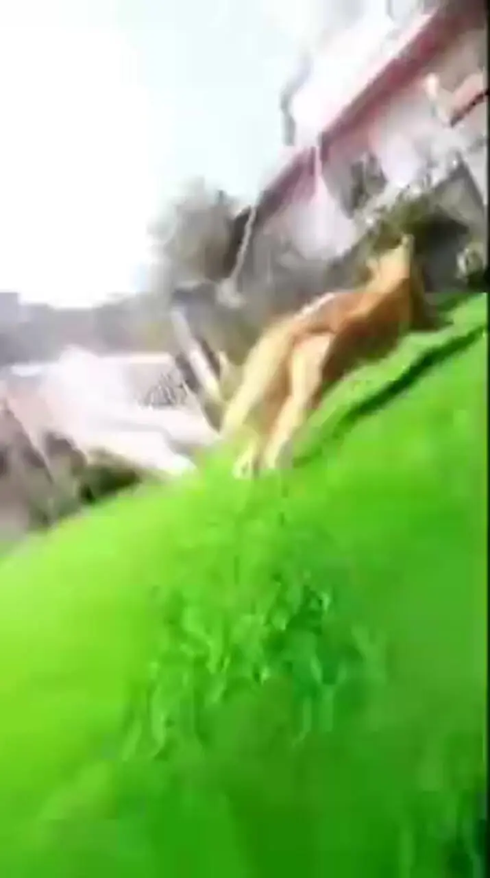 فیلم از زندگی روزانه یک گربه
