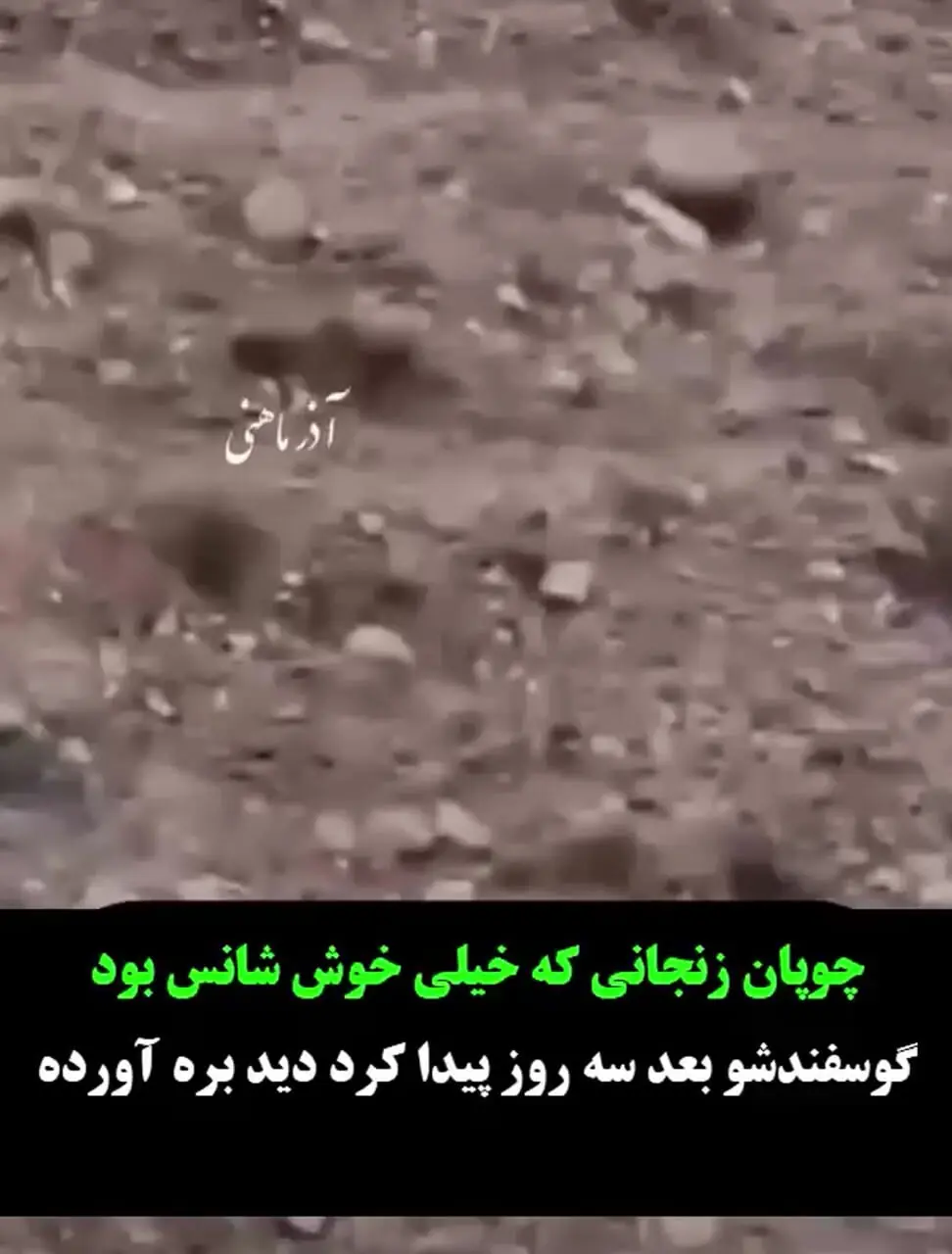 فیلم / به این سگ ایرانی باید مدال قهرمان داد /  روایت شنیدنی چوپان از سگ گله برای مراقبت از گوسفندها  