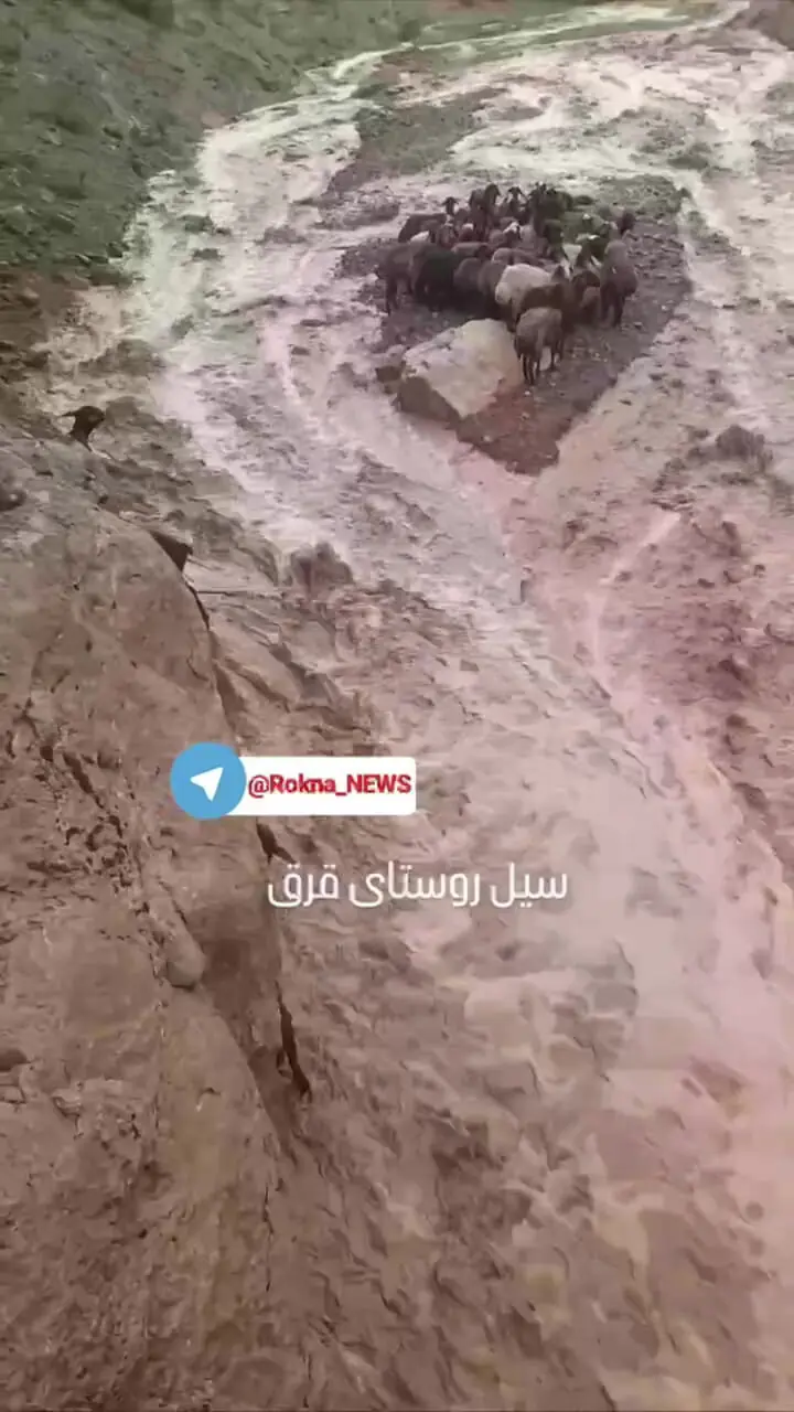 گرفتار شدن گله گوسفندان در سیل روستای قرق چناران + فیلم