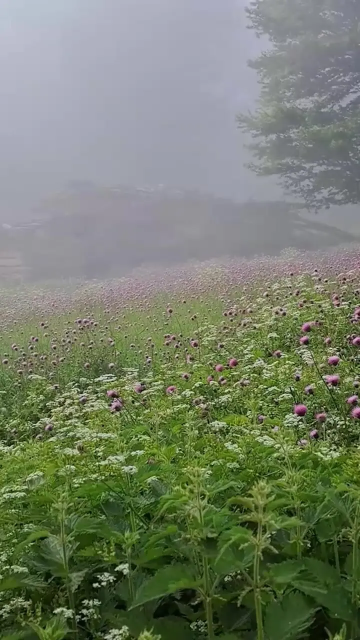 فیلم از سرزمین زیبای بام بهشت درفک
