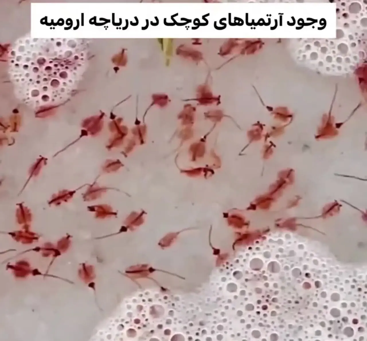 بازگشت زندگی در دریاچه ارومیه / فیلم آرتمیاهای کوچک در دریاچه را ببینید