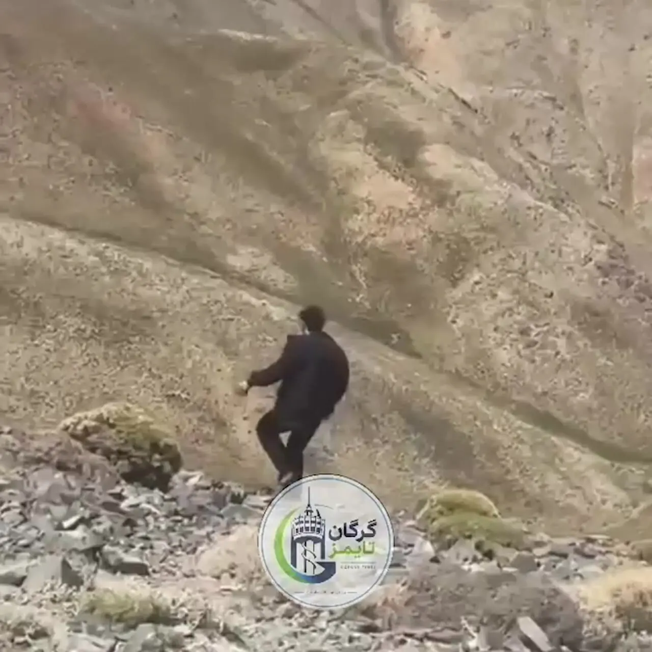 فیلم / این دختر سگ آزار را می شناسید ؟! / سگ خانگی بی گناه را دوبار از کوه پرت کرد / زوزه های دردناک سگ کوچولو دل همه را جریحه دار کرد