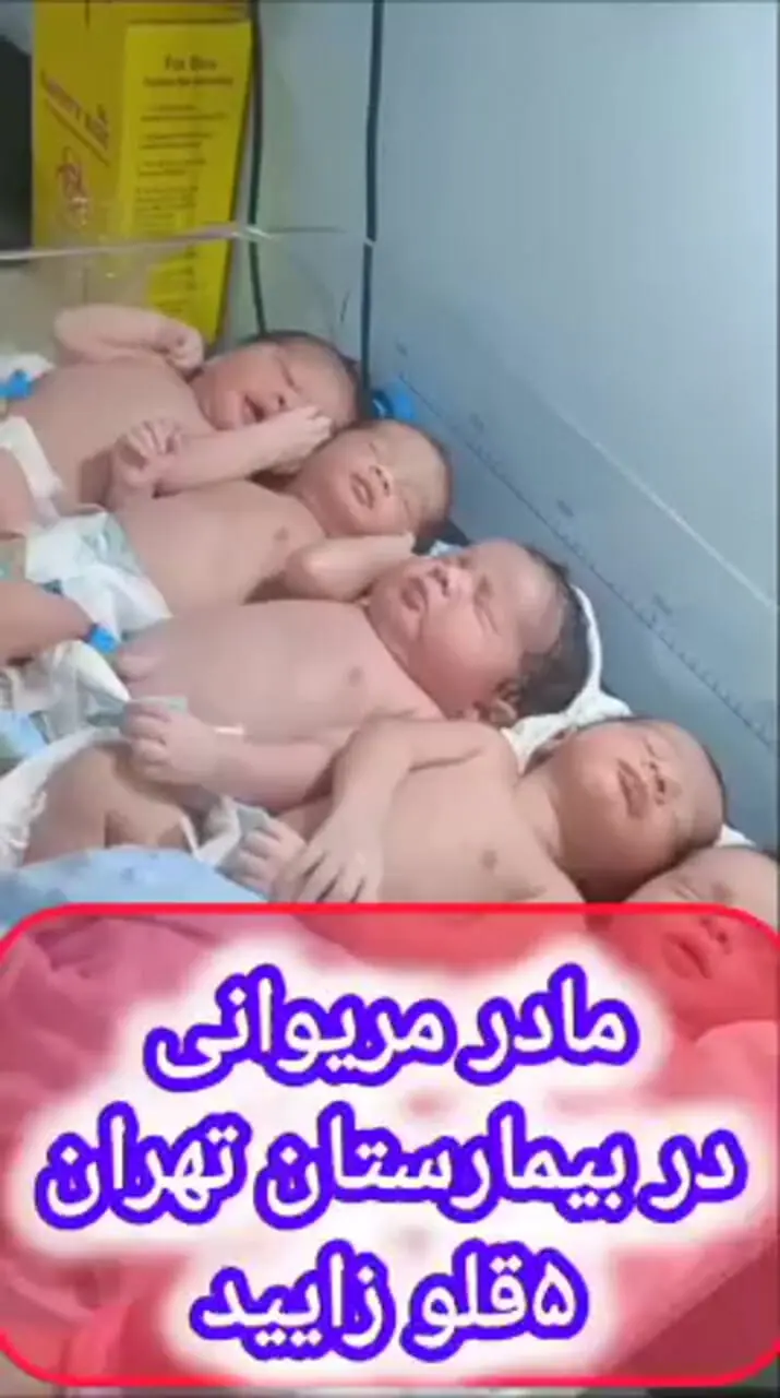 به دنیا آمدن 5 قلوهای مریوانی در تاریخ رند 1405 + فیلم و عکس