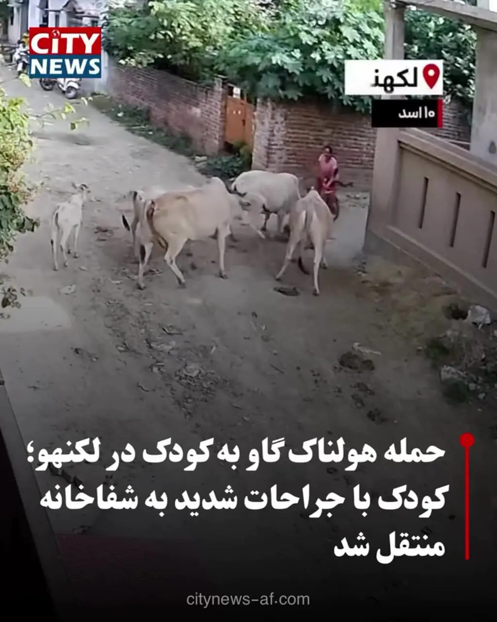 فیلم صحنه حمله هولناک گاو شاخ دار به یک کودک