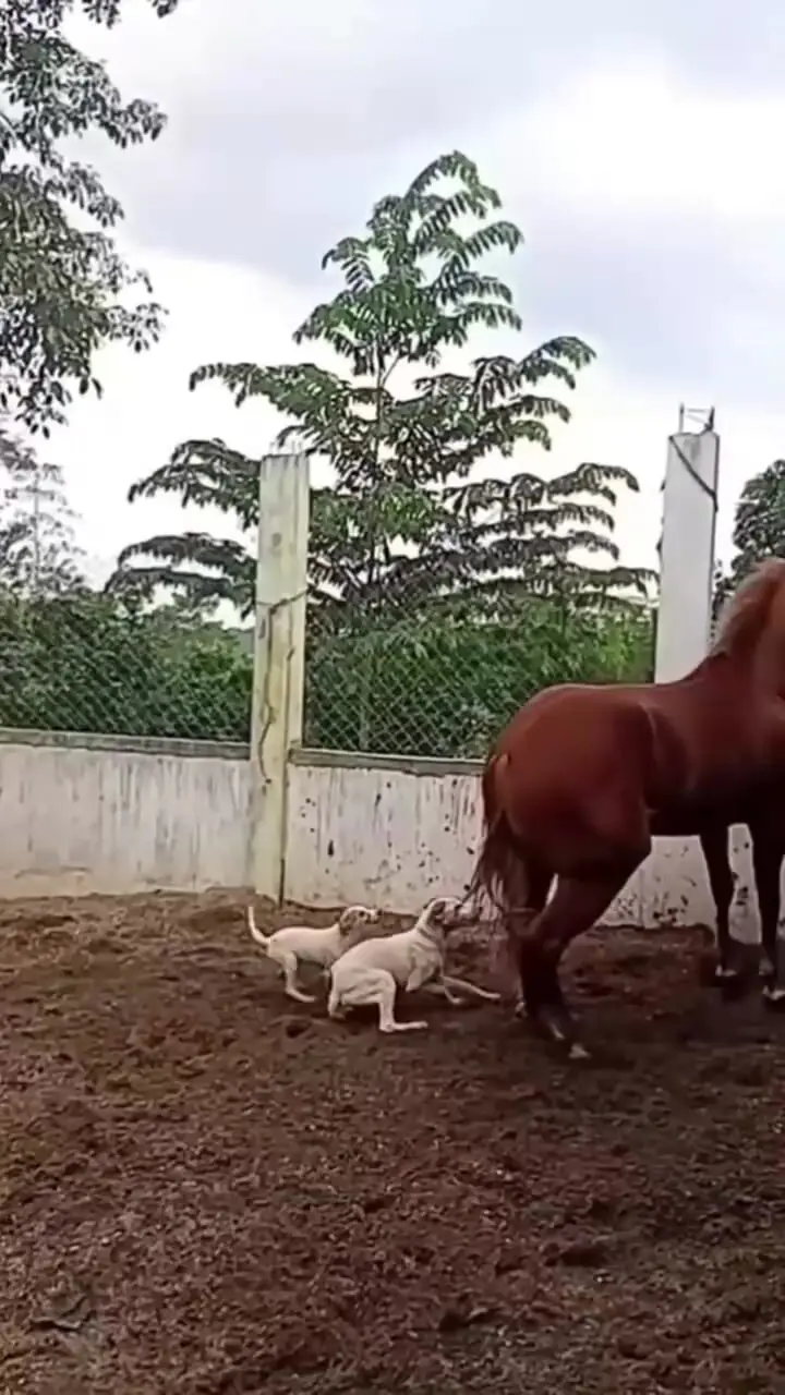 فیلم ضربه سنگین اسب به سگ