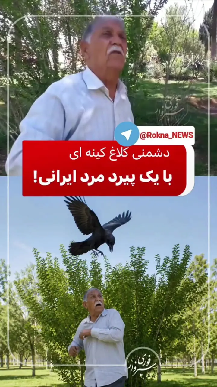 فیلم / این کلاغ 3 سال است به مرد تهرانی حمله می کند / هیچ کاری نکردم بارها زخمی شده ام 