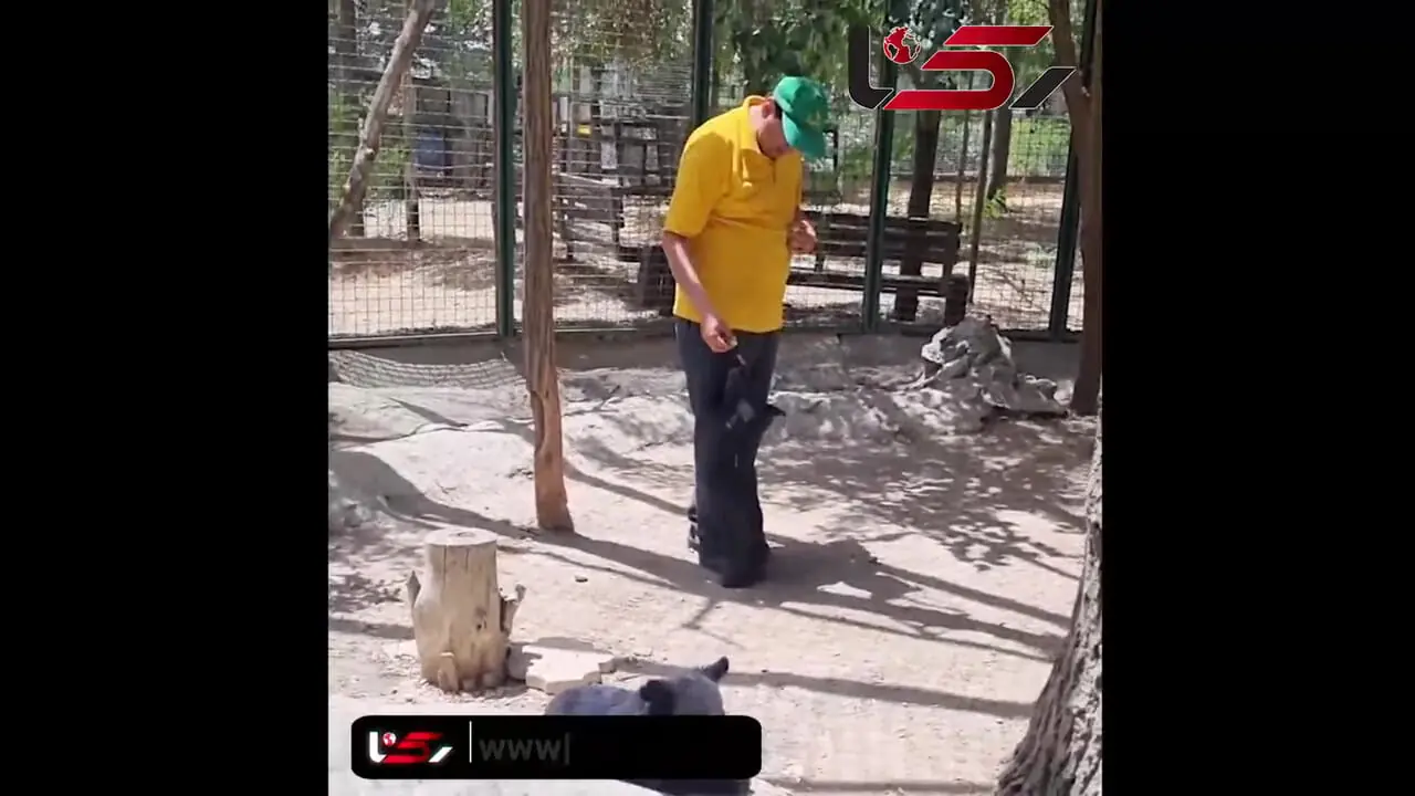 فیلم/ داستان جالب دو توله خرس سیاه بلوچی پارک پردیسان؛ یکی دنبال غذا، یکی به شدت مراقبت خواهر!
