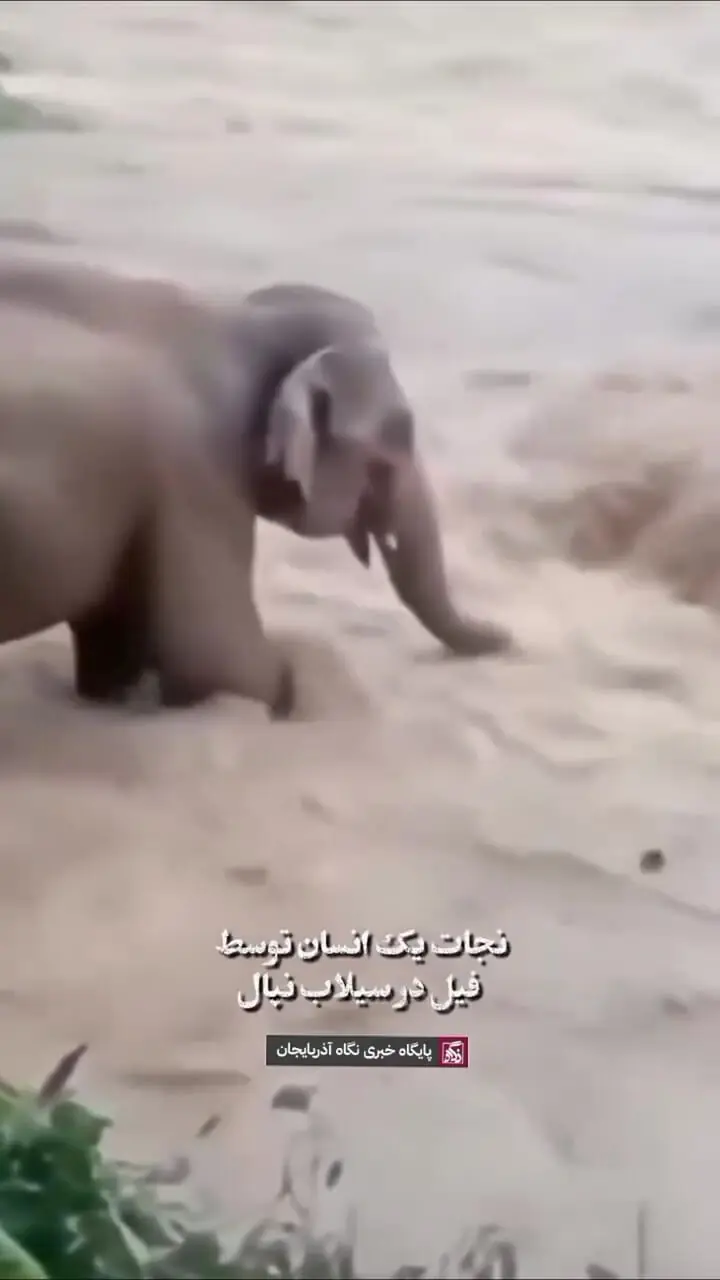 نجات معجزه آسای مرد گرفتار در سیلاب توسط یک فیل + فیلم