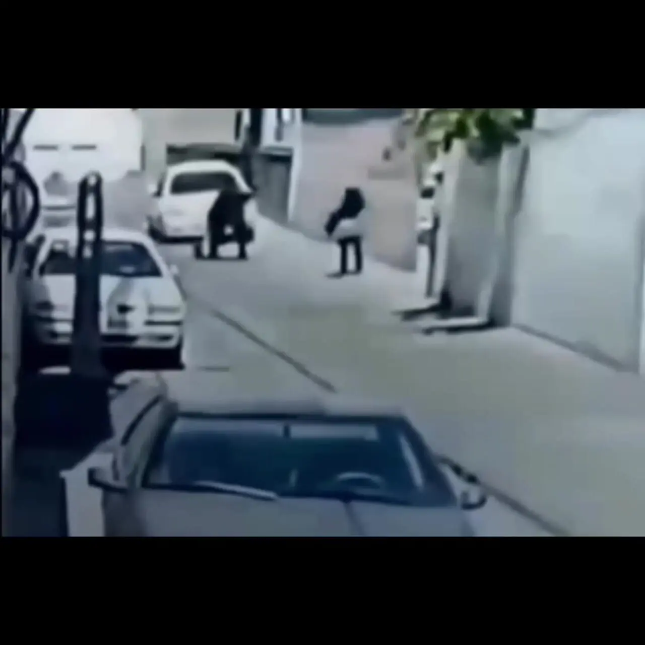 فیلم حمله سگ به کودک تبریزی که موجب مرگ او شد