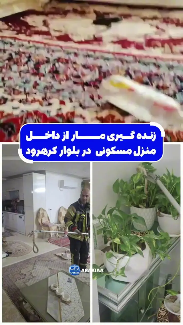 فیلم/ عملیات ویژه آتش‌ نشانان در اراک برای گرفتن مار داخل خانه