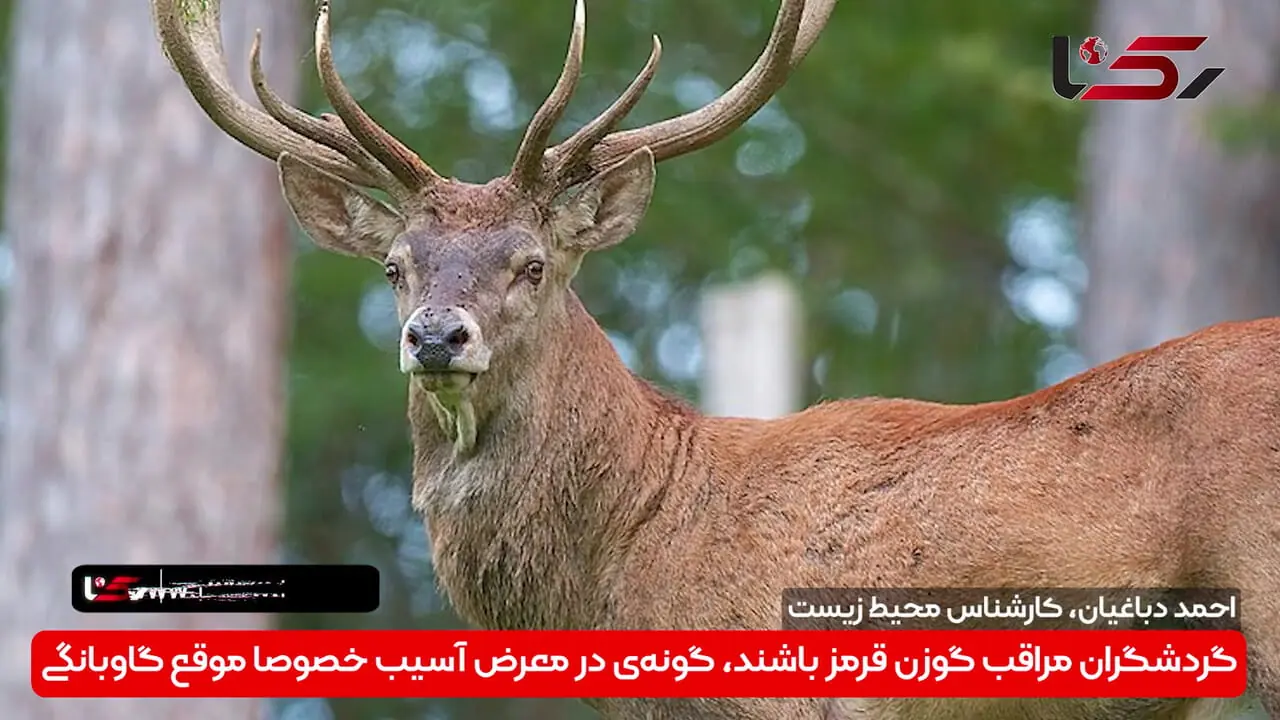 ناقوس خطر برای بقای مرال ایرانی؛ وقتی هیاهوی تورهای گردشگری «گاوبانگی» را خاموش می‌کند + فیلم