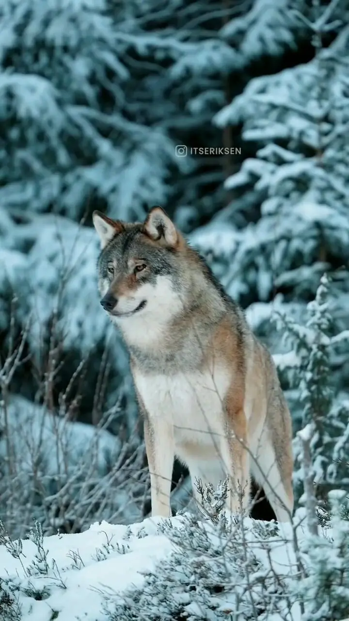 گرگ زیبا را ببینید!