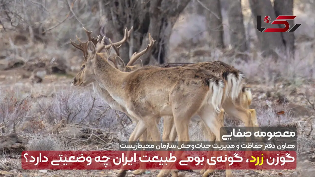 گوزن زرد، گونه‌ی بومی ایران چه وضعیتی دارد؟/ از خطر انقراض تا احیا