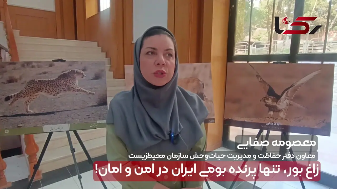 گوزن زرد، گونه‌ی بومی ایران چه وضعیتی دارد؟/ از خطر انقراض تا احیا