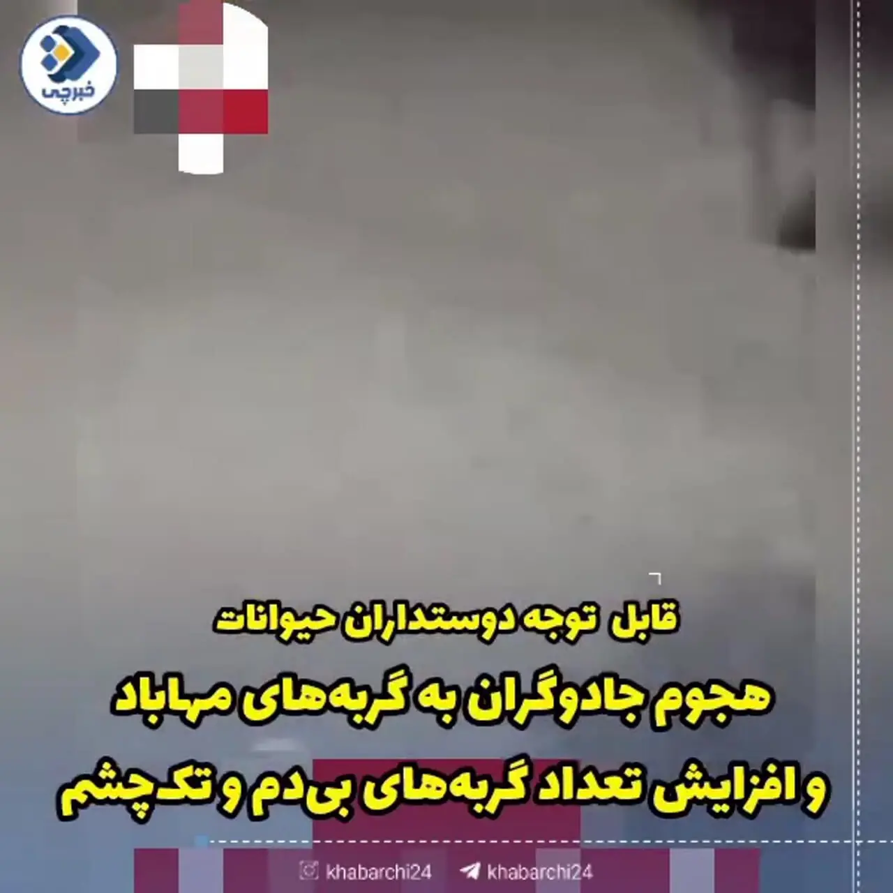 فیلم /کور کردن یک چشم و بریدن دم گربه‌ها در مهاباد برای خرافات / این حیوانات گناه دارند !