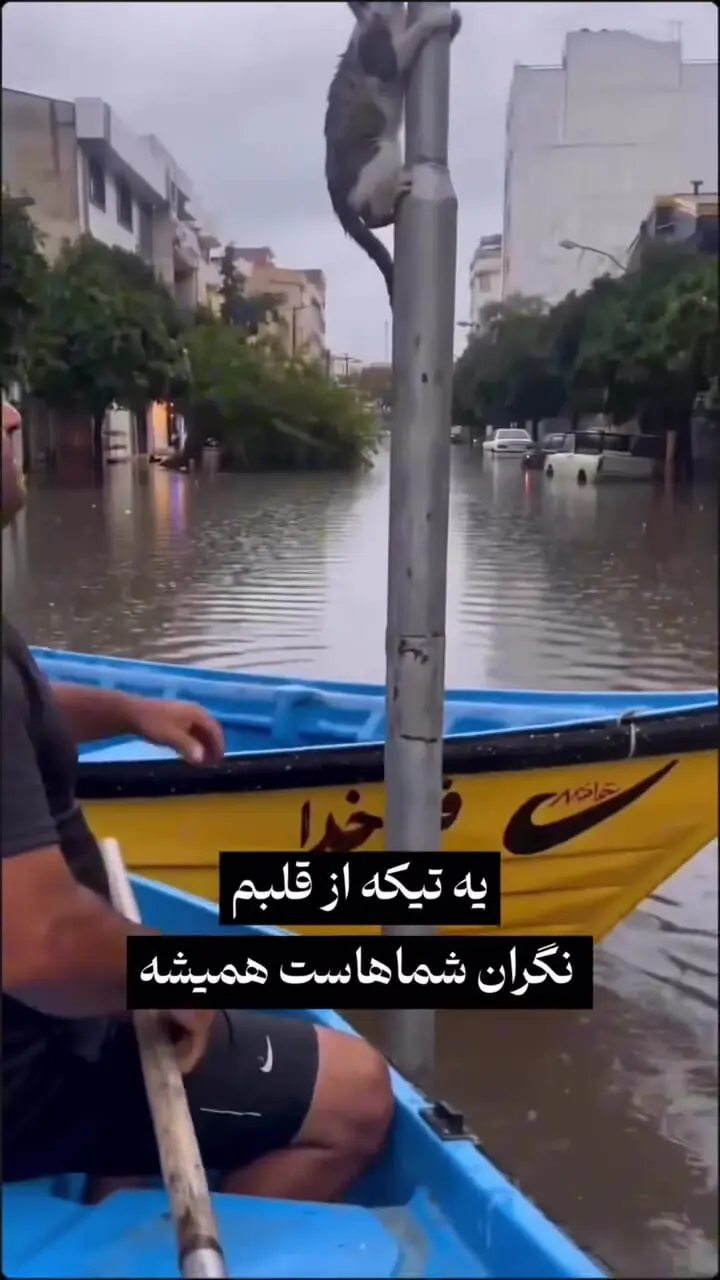 فیلم حماسه شمالی ها در نجات گربه‌ها از سیلاب / بوی انسانیت در شرایط بحرانی گیلان و مازندران