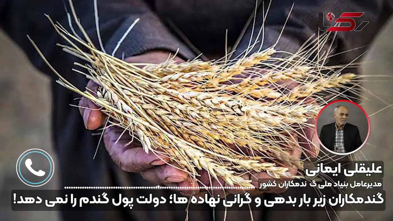 تأخیر در پرداخت پول گندمکاران، تولید کشور را تهدید می‌ کند / 27 سال است جریمه تأخیر مطالبات گندمکاران پرداخت نشده! + صوت