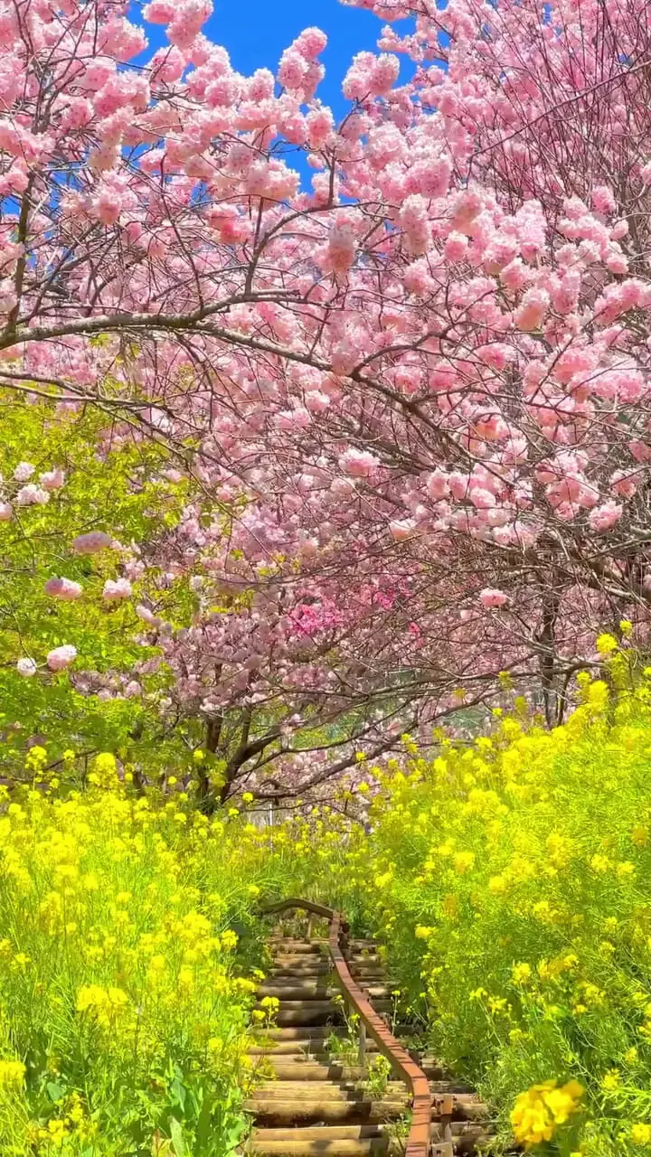 فیلم آرامش بخش از شکوفه‌ های گیلاس در ژاپن