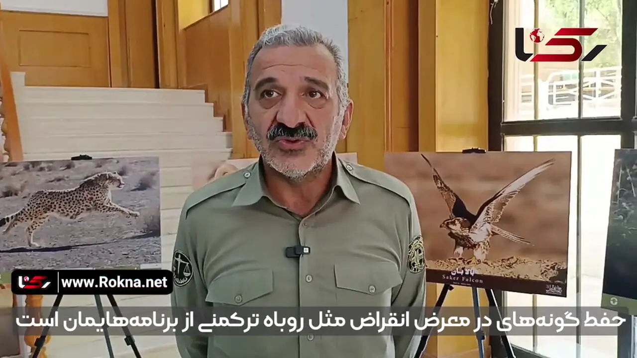 به صدا درآمدن زنگ خطر برای روباه ترکمنی / در محاصره جاده، کشاورزی و شکار + فیلم
