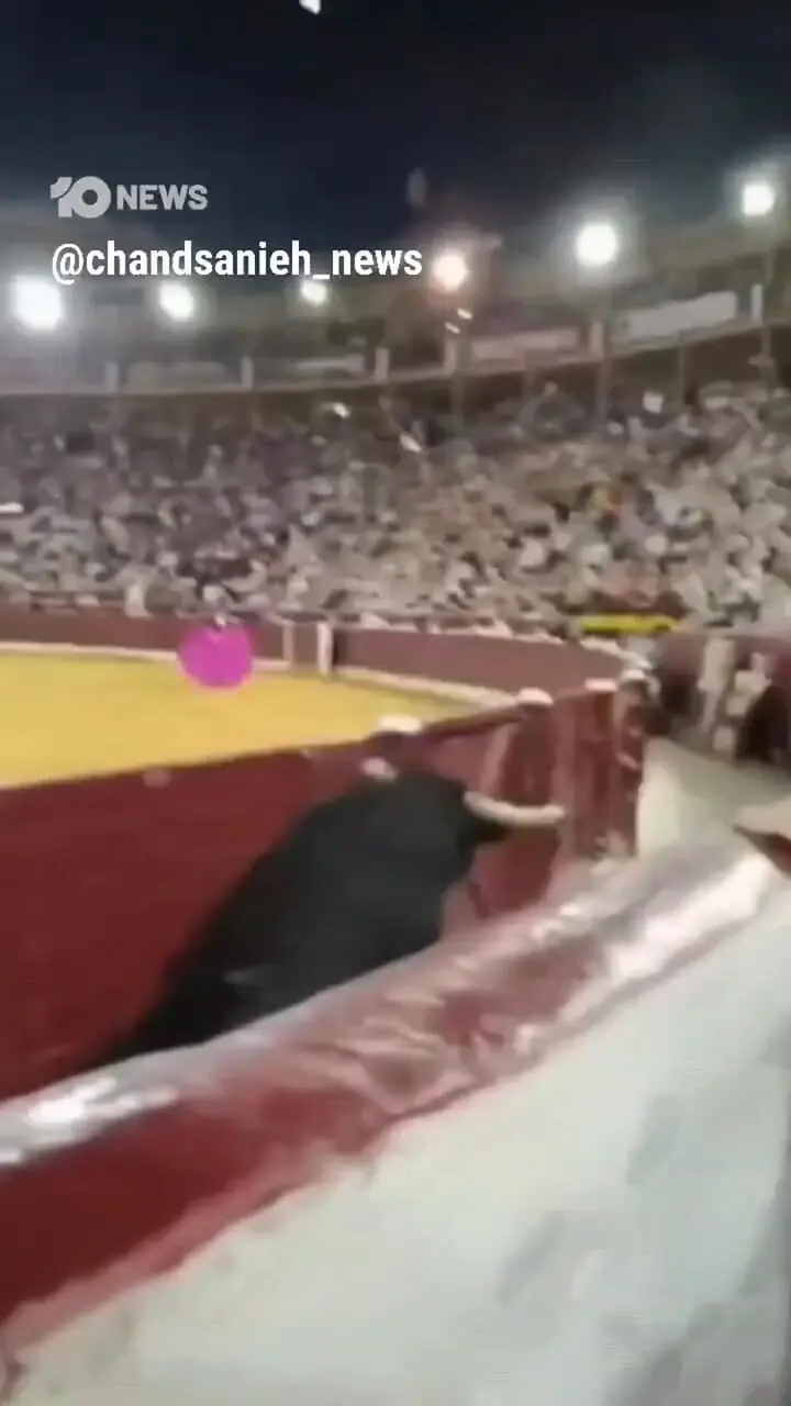 فیلم لحظه حمله ناگهانی گاو به تماشاگران در جشنواره گاوبازی اسپانیا