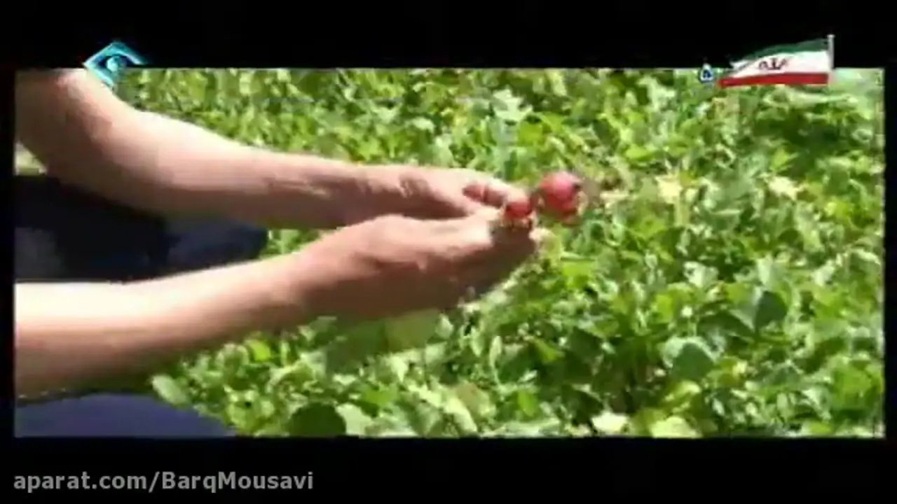 فیلم / نگاهی به چیدمان خانه باصفای محمود احمدی‌نژاد / از سبزی کاری در حیاط درندشت تا فرش ها و پشتی های همراه با پسران و همسرش  