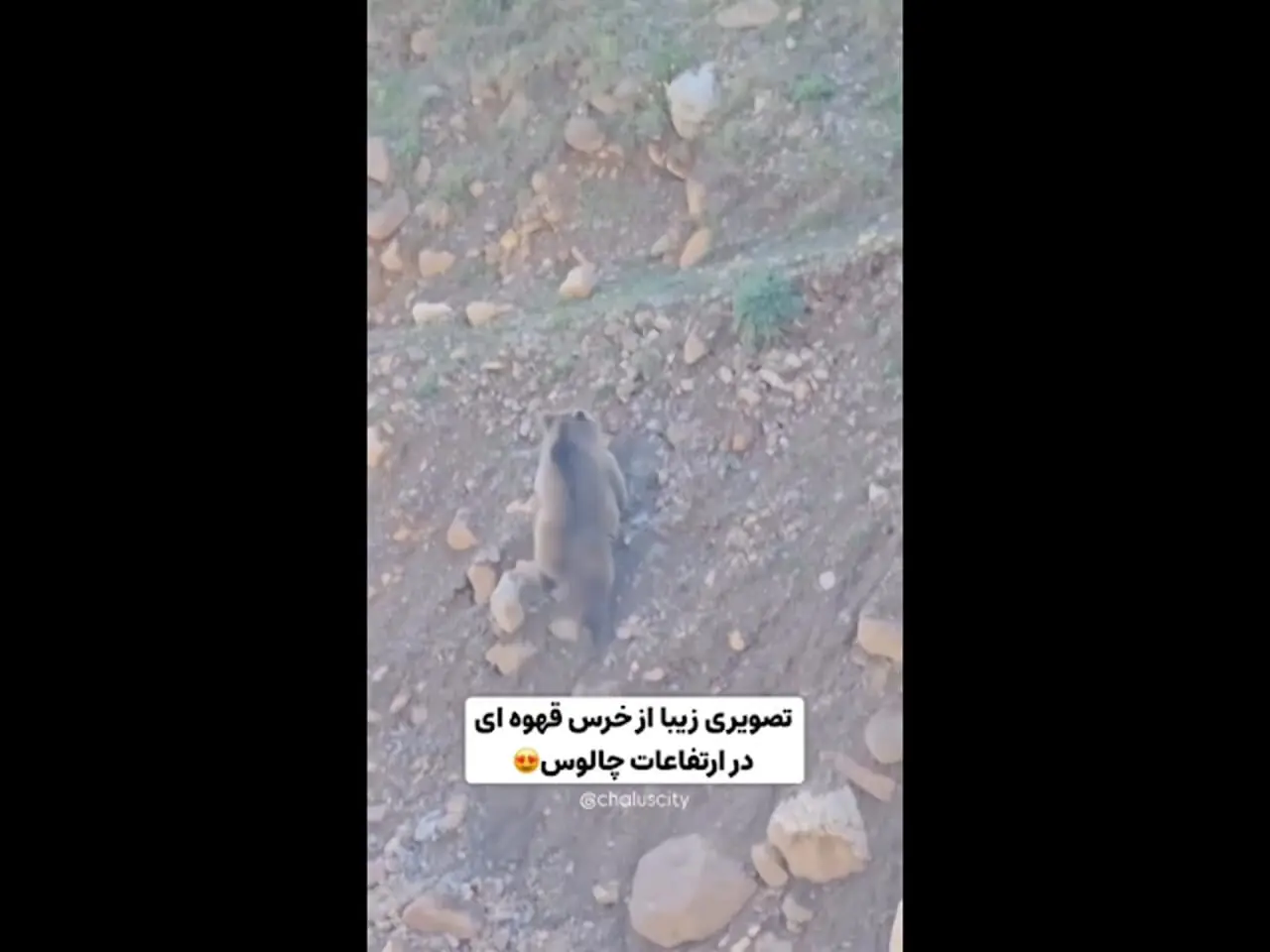 فیلم تماشایی از پرسه‌ زدن خرس قهوه‌ ای در ارتفاعات چالوس