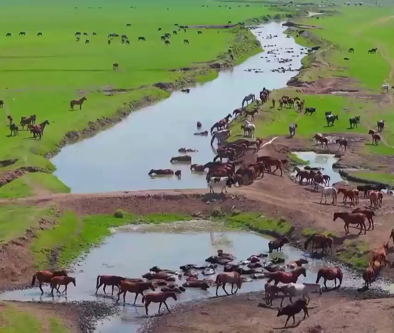 دشت اسب‌ های وحشی روستای جیرسر باقرخاله گیلان جان